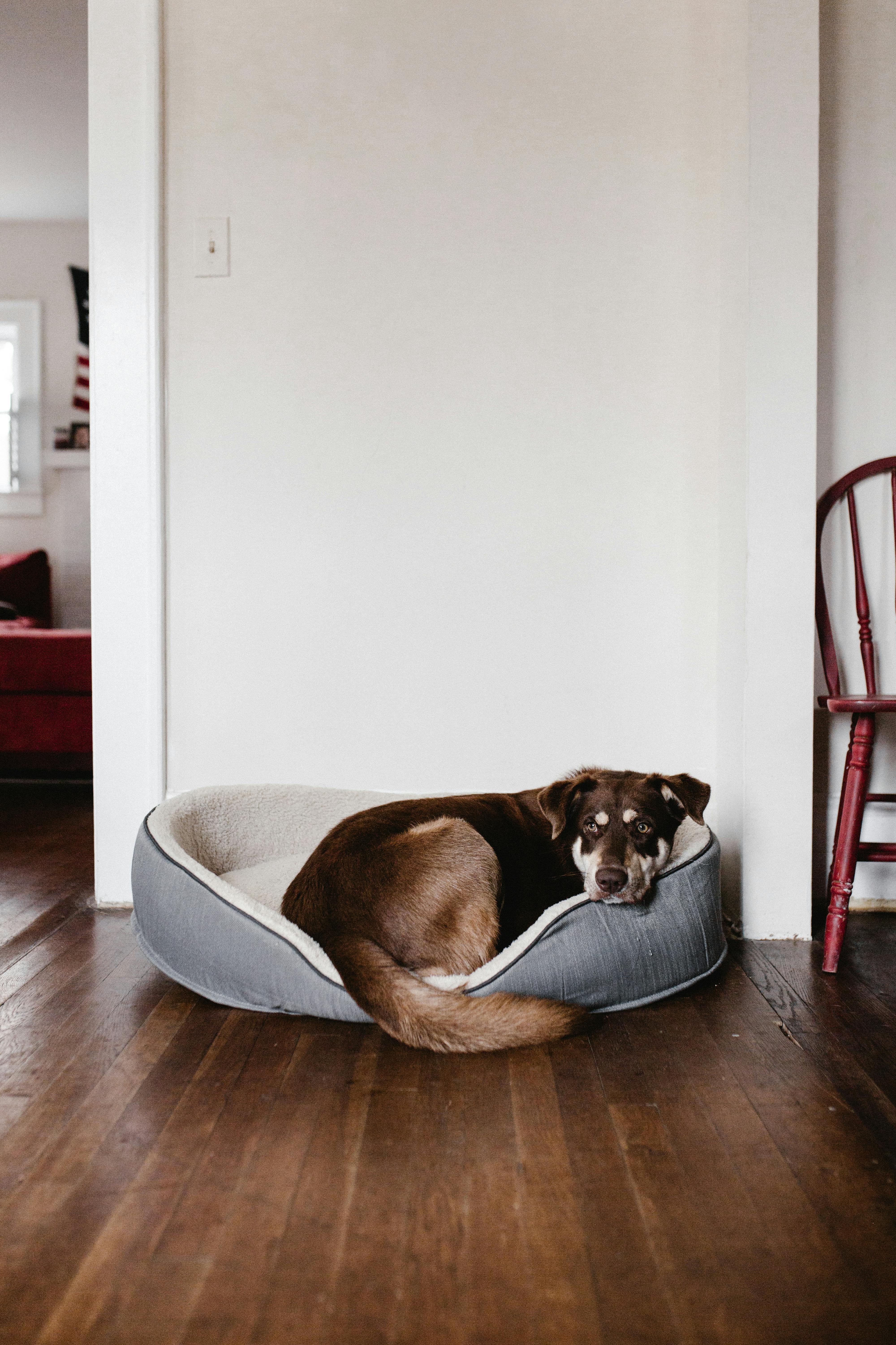 A calm brown dog resting peacefully in a cozy gray bed