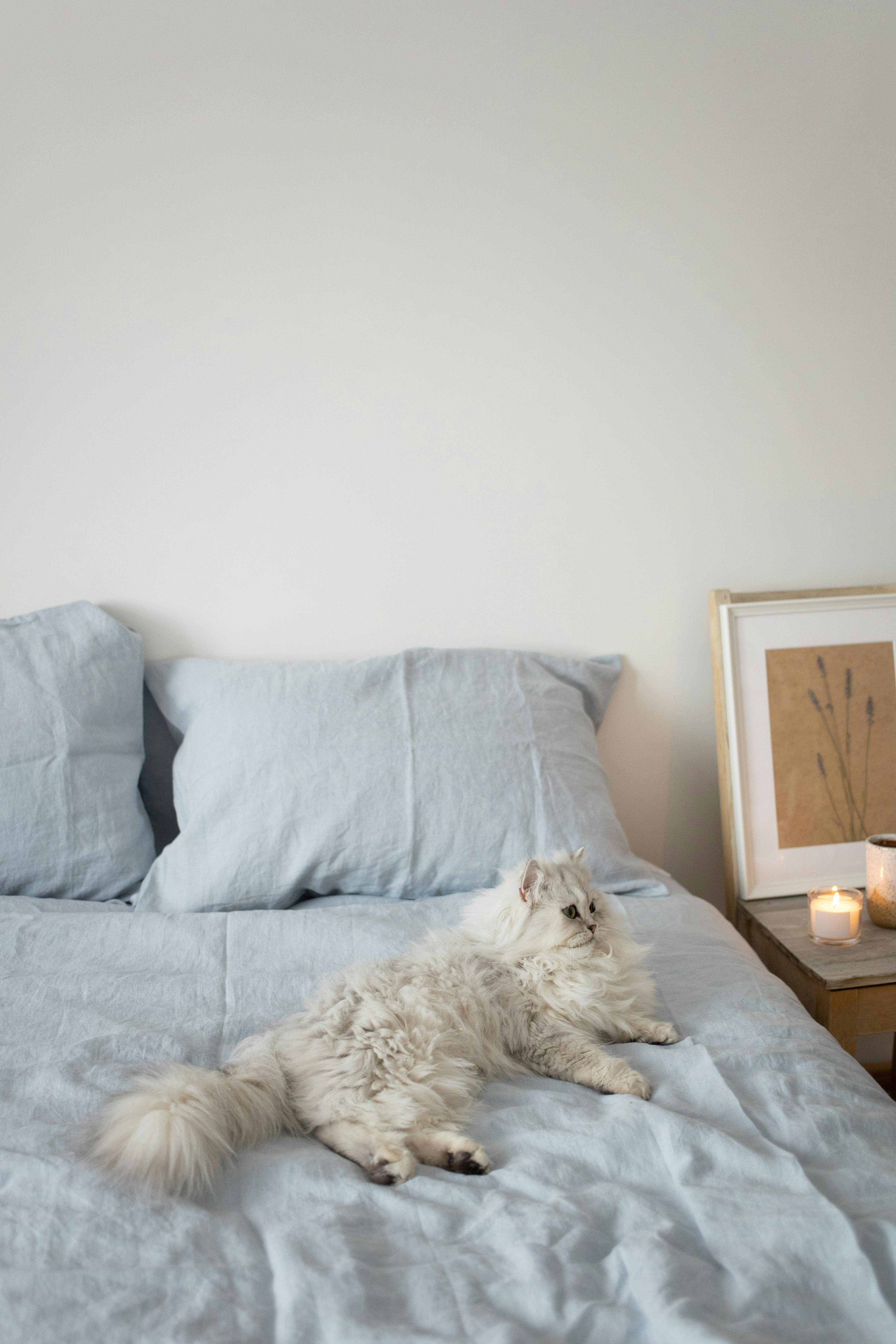 A peaceful bedroom with a fluffy white cat resting on soft blue linens
